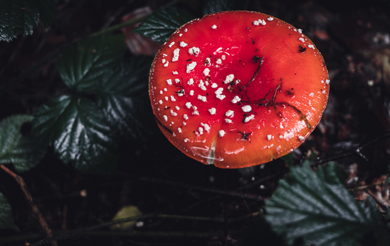 What Are Amanita Muscaria Gummies, and Are They Worth It?