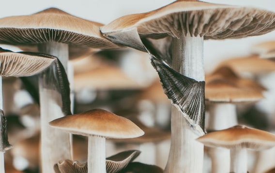 Microdosing 101: THC, Psilocybin, and Your Health