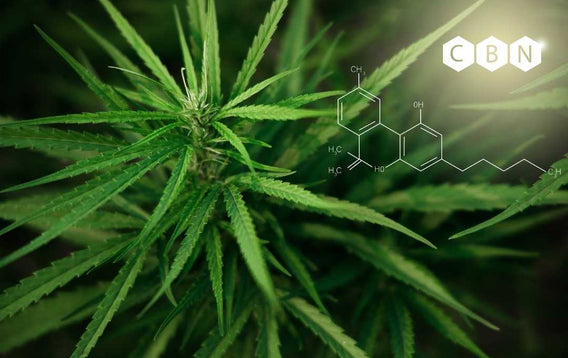 Image of a Hemp Leaf and plant looking down from above with CBN