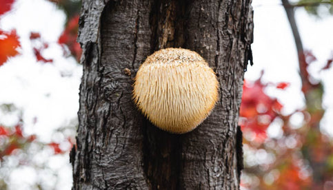 Lion's Mane: Boosting Myelin Sheath & Nerve Health