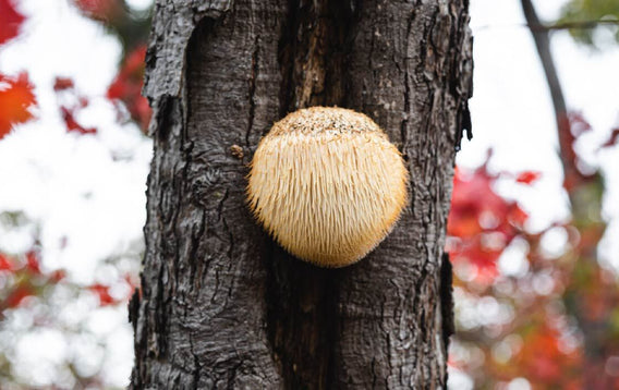 Lion's Mane Mushroom