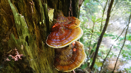 How Reishi Mushrooms Support Liver Health and Act as a Natural Detoxifier