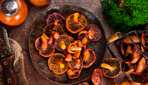 Lion’s Mane Mushroom Gummies vs Reishi Gummies: Which is Better for You?