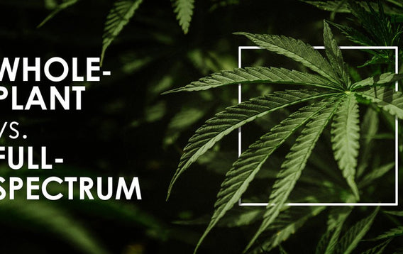 Whole-Plant vs Full-Spectrum CBD