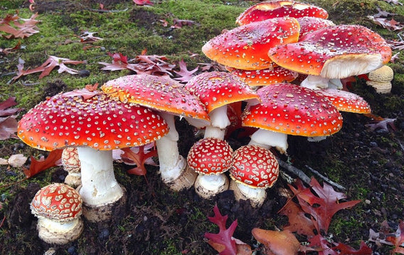 Amanita Muscaria Mushrooms