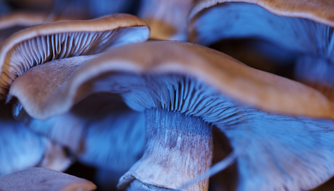 Blue Lotus in Mushroom Gummies: An Unusual Ingredient with Potential Benefits