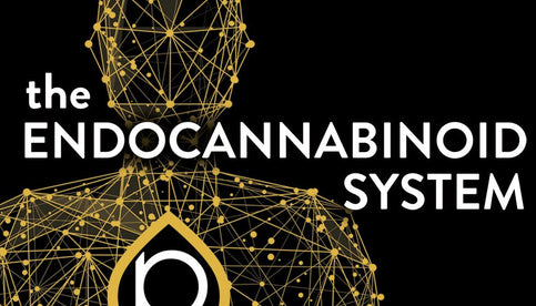 What is the Endocannabinoid System?