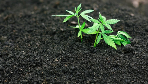 Growing Hemp – Seeds vs Clones