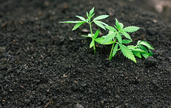 Hemp plant sprouts in dark soil