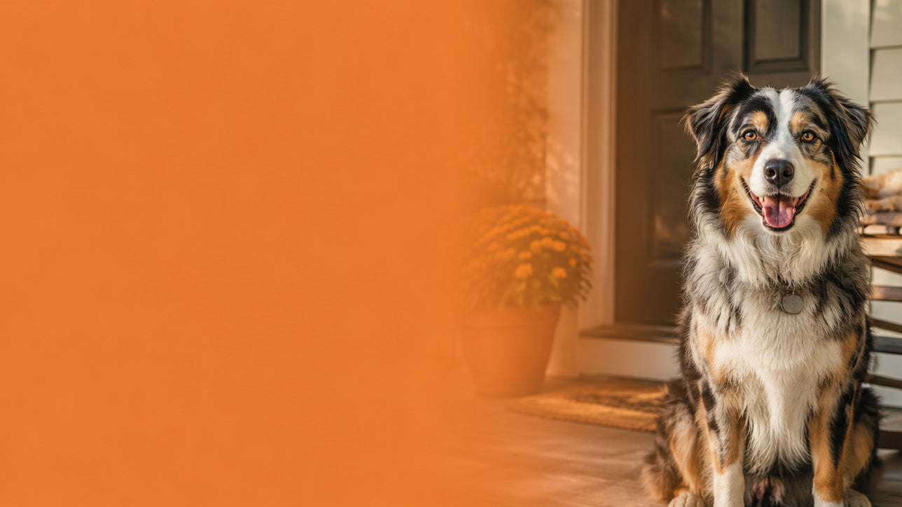 How Much CBD Should I Give My Dog? A Complete Dosing Guide