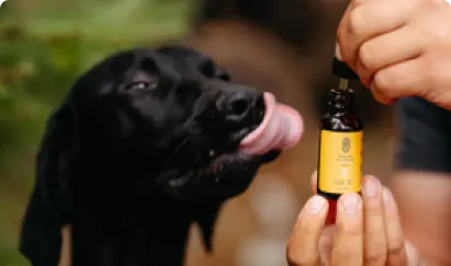 Stress relief for pets