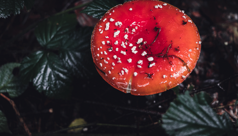 What Are Amanita Muscaria Gummies, and Are They Worth It?