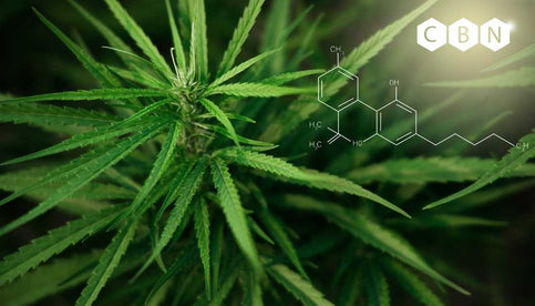 What Is CBN? The Sleep-Boosting Cannabinoid Explained