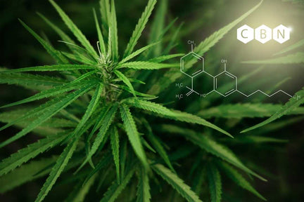 Image of a Hemp Leaf and plant looking down from above with CBN