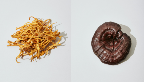 Cordyceps vs Reishi: 5 Key Characteristics of Each Mushroom [2024 Update]