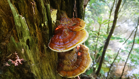 How Reishi Mushrooms Support Liver Health and Act as a Natural Detoxifier