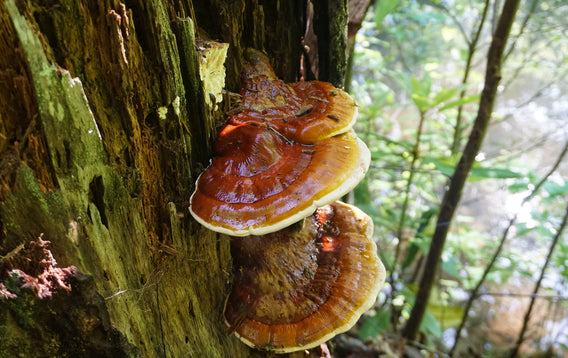 How Reishi Mushrooms Support Liver Health and Act as a Natural Detoxifier