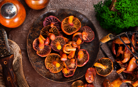 Lion’s Mane Mushroom Gummies vs Reishi Gummies: Which is Better for You?