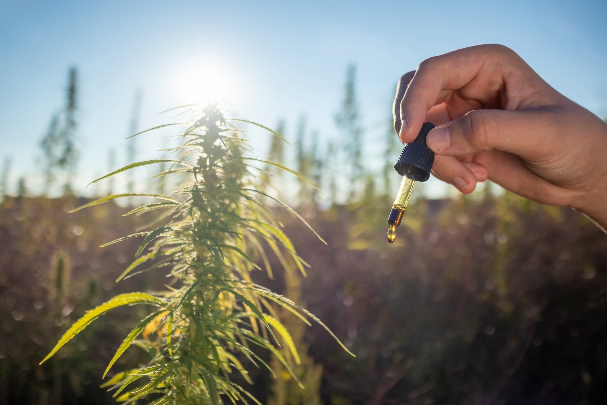 What is Full Spectrum THC oil?