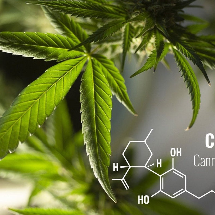 The Difference Between CBD, CBN, and CBG
