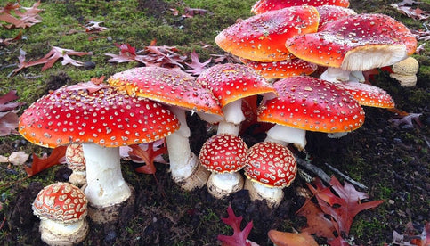 Amanita Muscaria Benefits and its Incredible Health-Promoting Properties