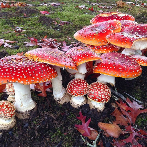 Amanita Muscaria and its Incredible Health-Promoting Properties