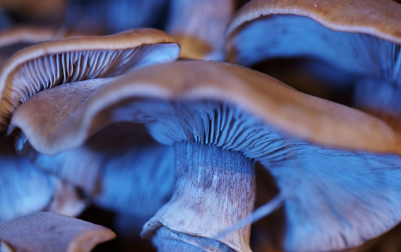 Blue Lotus in Mushroom Gummies: An Unusual Ingredient with Potential Benefits