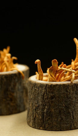 Everything You Need to Know About Cordyceps Mushrooms