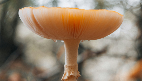 Chinese Reishi Mushrooms: History, Benefits & More (Backed by Science)