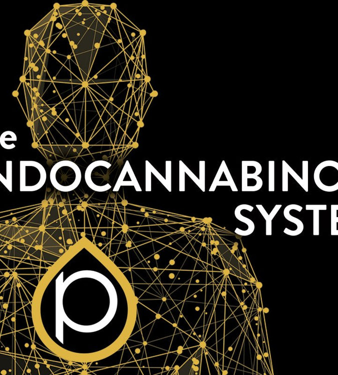 Graphic silhouette with hemplucid logo endocannabinoid system overlay