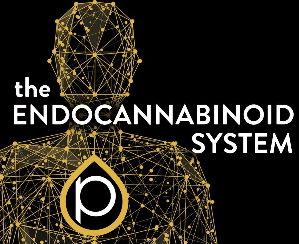Graphic silhouette with hemplucid logo endocannabinoid system overlay