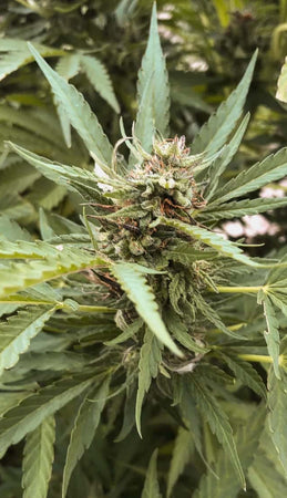 2018 Farm Bill – Hemp & CBD Federally Legal