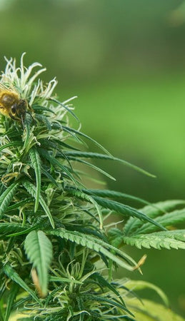 How Hemp Can Help Save the Bees