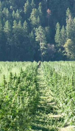 Everything You Want To Know About CBD Farming