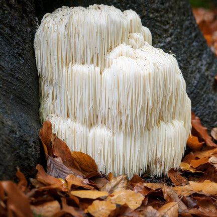 How Much Lion's Mane Should You Take?