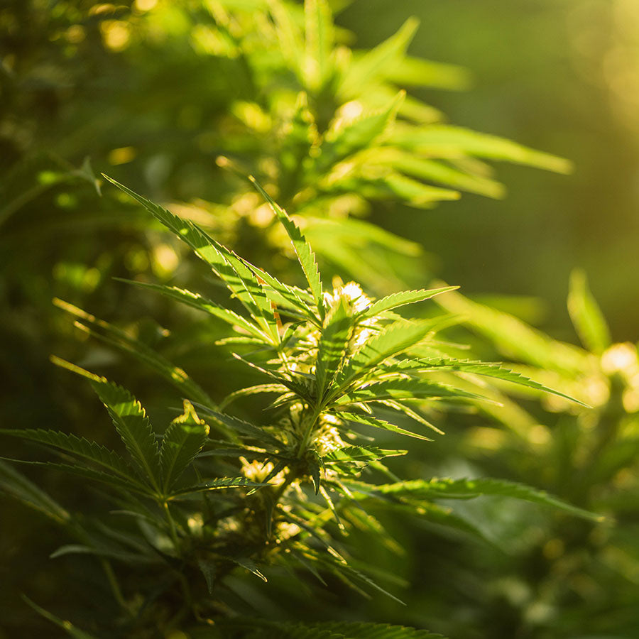 Green and growing healthy cannabis plant upclose with sun glare from dawn sunlight.