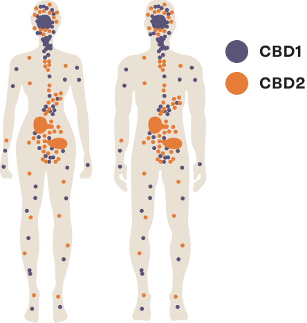 How Cannabinoids Work:*The Endocannabinoid System