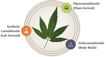 Three Categories of Cannabinoids