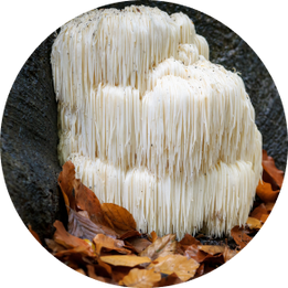 Lion's mane mushrooms