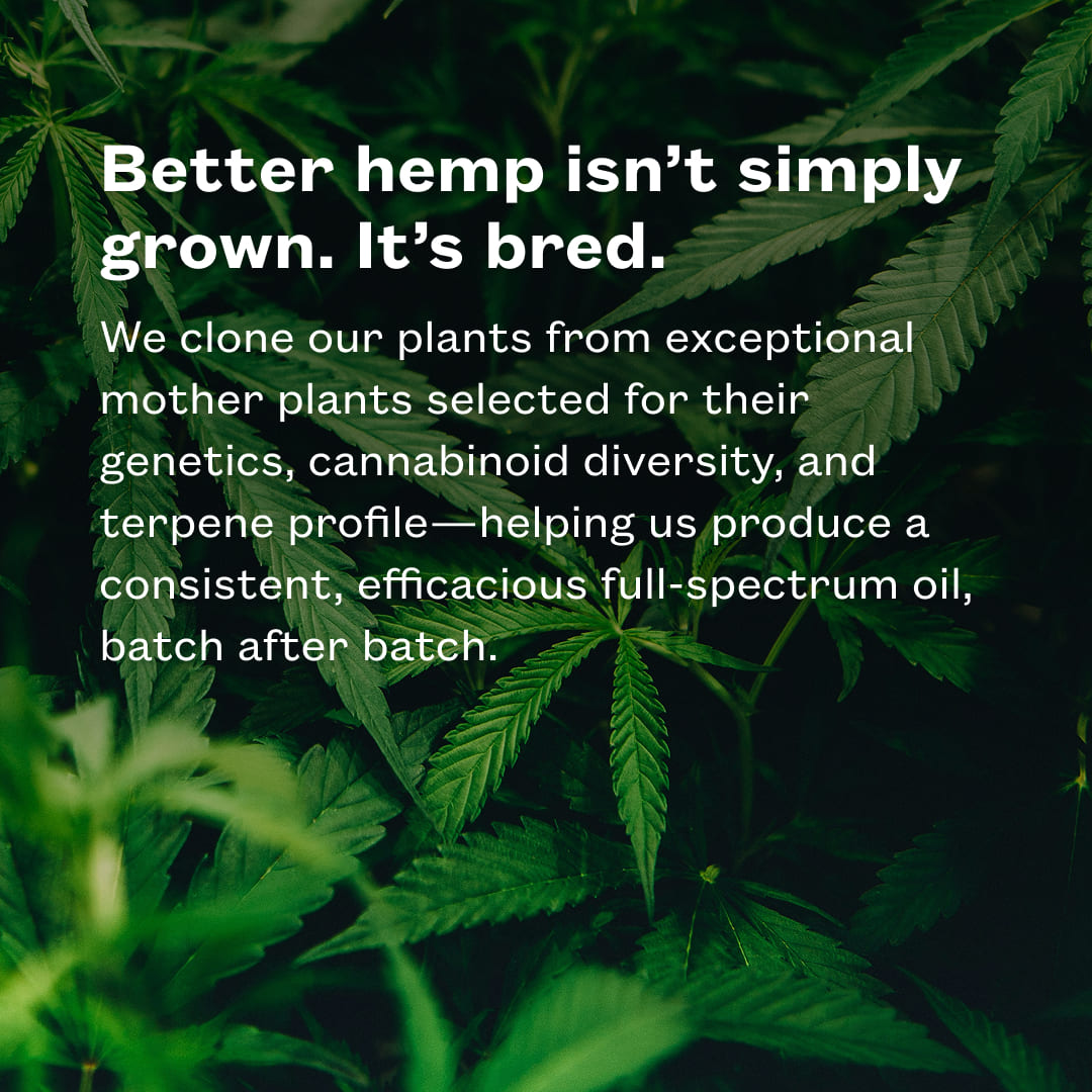 Better hemp isn't simply grown. It's bred. We clone our plants from exceptional mother plants selected for their genetics, cannabinoid diversity, and terpene profile—helping us produce a consistent, efficacious full-spectrum oil, batch after batch. Text over a batch of green hemp plants.