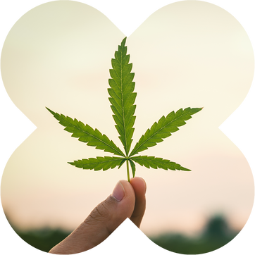 Full-Spectrum CBD VS ^THC-Free Broad-Spectrum