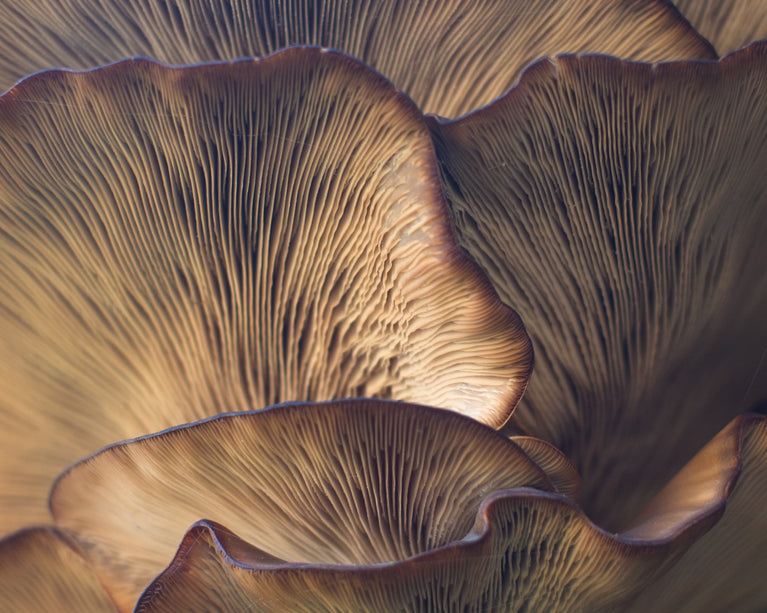 Mushrooms for Stress