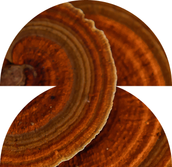 Mushrooms For Focus
