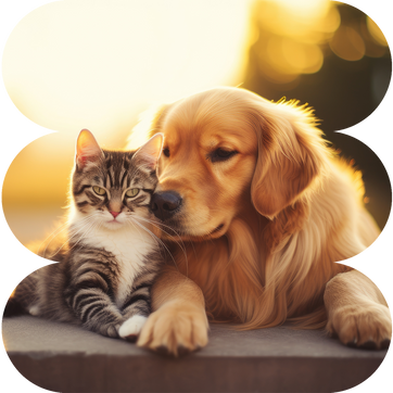 What CBD can do for Your Pet