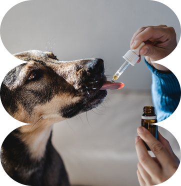 Pet Stress Relief