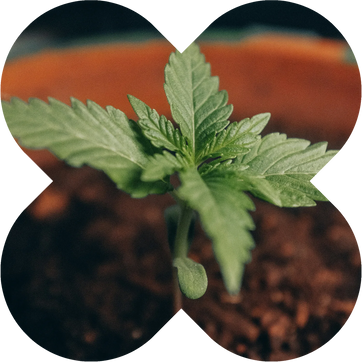 Why Choose THC Drink Drops