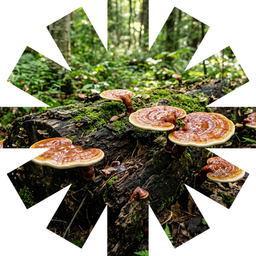 Why Choose Mushroom Gummies?